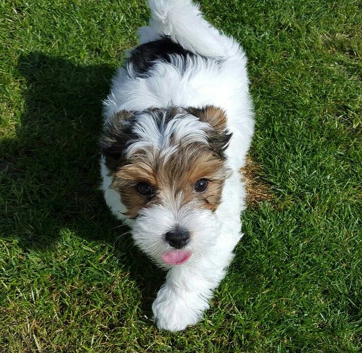 Um cão pequeno e divertido, esse 'mini Yorkshire' está cada vez mais popular nos Estados Unidos. Foto: Amalia33/Pixabay