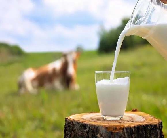 O leite é uma das mais importantes fontes do nutriente, especialmente pelo elevado potencial do cálcio presente na bebida. Além do mineral essencial para a construção e manutenção dos ossos, o alimento fornece fósforo, magnésio, zinco e selênio. Reprodução: Flipar