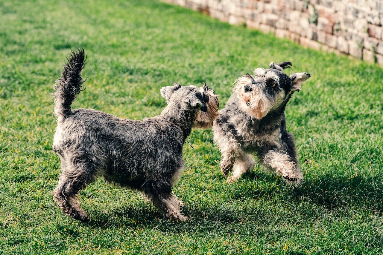 Os Schnauzer são cheios de disposição e amam brincadeiras, especialmente as que envolvam correr. Foto: Sebastian Coman Travel/Pexels