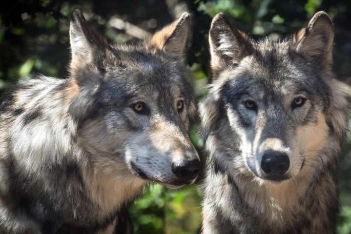 Segundo o estudo, esses lobos têm 46 vezes mais chances de se tornarem líderes de sua matilha. Reprodução: Flipar