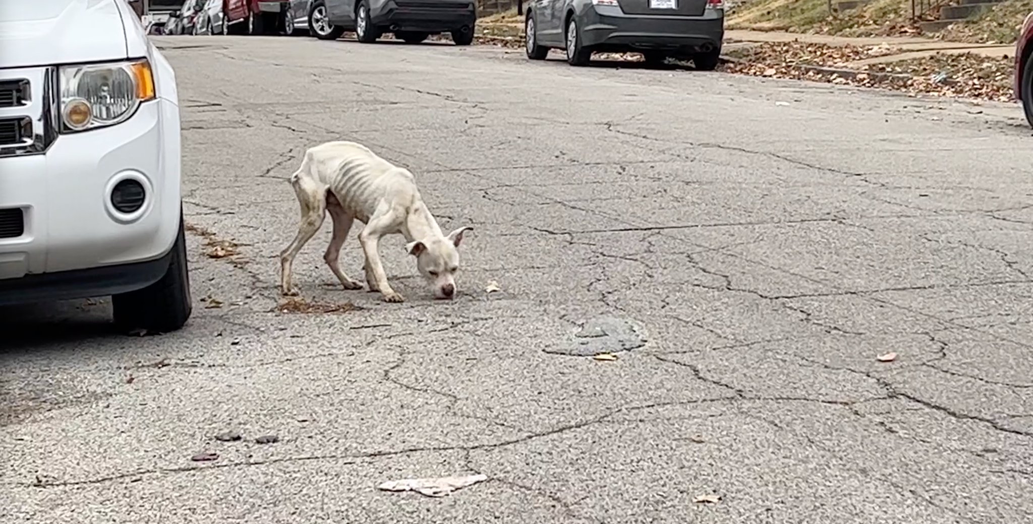Donna usou pedaços de salsicha para atrair o cachorro para fora de seu esconderijo. Foto: Stray Rescue of St. Louis