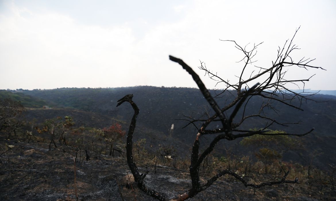 Isto significaria a extinção de cerca de 1.140 espécies exclusivas deste bioma, o que seria oito vezes mais do que o total de plantas extintas no mundo desde 1500. Reprodução: Flipar