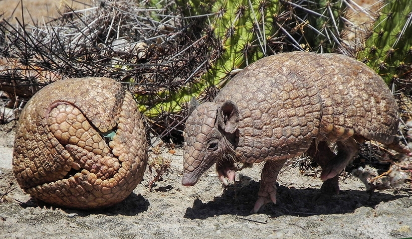 Tatu-Bola - Animal da Caatinga, sua população foi reduzida em 45% em 20 anos. A caça e a degradação ao ambiente em que eles vivem são as causas do risco de extinção do animal, que vem sendo protegido por organizações não governamentais.  Reprodução: Flipar