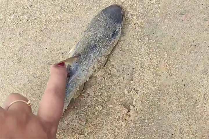 Segundo a administração municipal de Ubatuba, o surgimento desses peixes nas praias não é considerado habitual. Entre as possíveis explicações está o aumento da temperatura da água do mar, que pode gerar estresse térmico nos animais e, em alguns casos, levá-los à morte, fazendo com que acabem encalhados na areia ou muito próximos da costa.
 Reprodução: Flipar