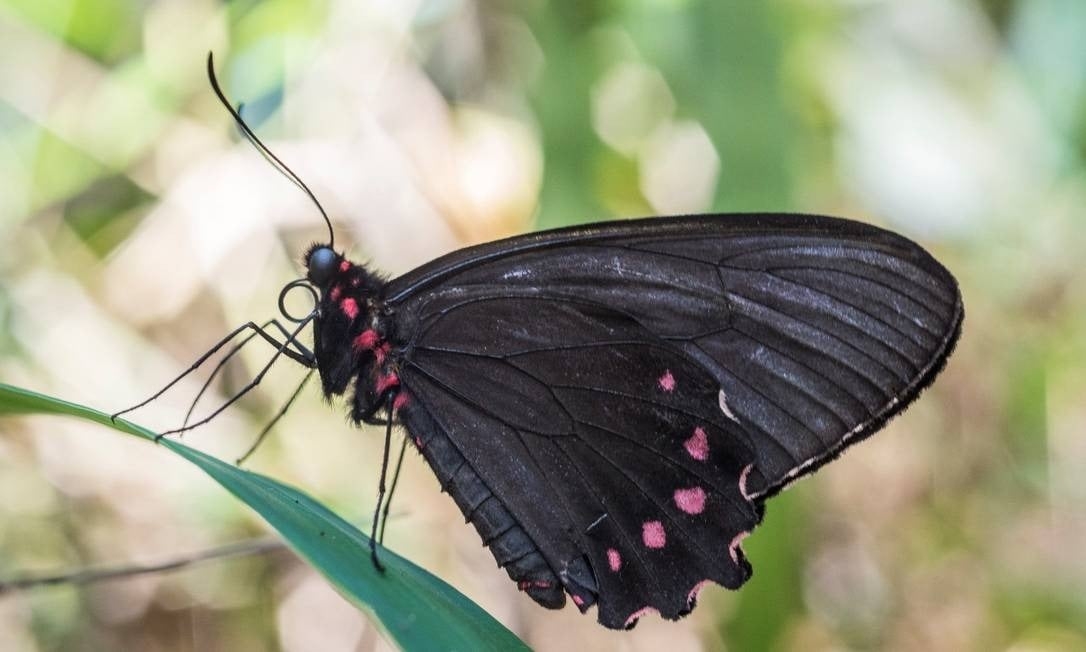 Em Minas Gerais, uma Borboleta Ribeirinha, espécie rara e ameaçada de extinção, também foi encontrada por pesquisadores, que festejaram a novidade.  Reprodução: Flipar