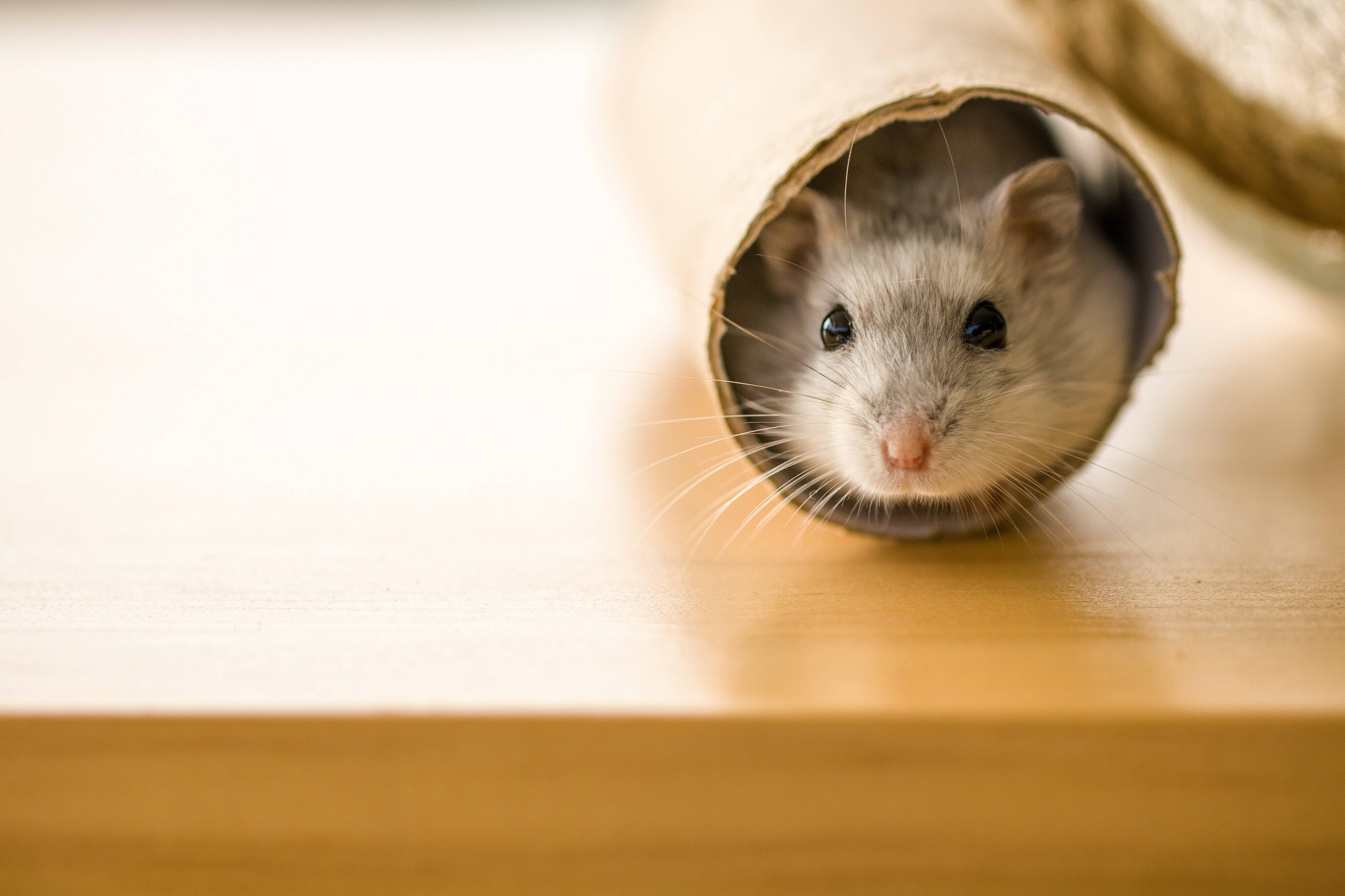 hamster. Foto: Unsplash/Henry Lai