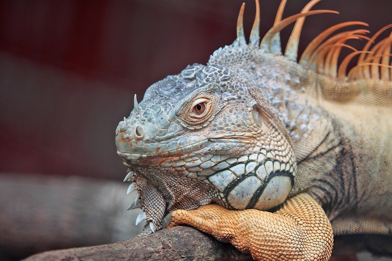 As iguanas também possuem uma percepção precisa de cores, ajudando na identificação de alimentos que elas apreciam e na localização de animais parceiros. Reprodução: Flipar