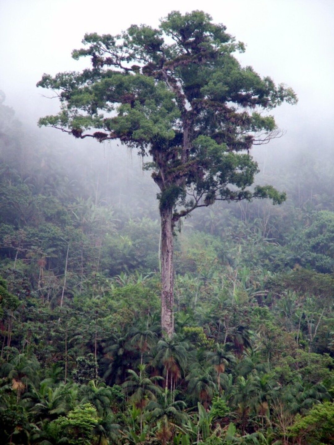 Durante o passeio, as pessoas ficam sabendo não apenas da importância do jequitibá, mas do risco que a espécie corre por causa da exploração ilegal em florestas. O jequitibá-rosa e o jequitibá-cravino, cobiçados para a fabricação de móveis, estão sob risco de extinção. (Na foto, um jequitibá no Caminho do Ouro, no RJ) Reprodução: Flipar