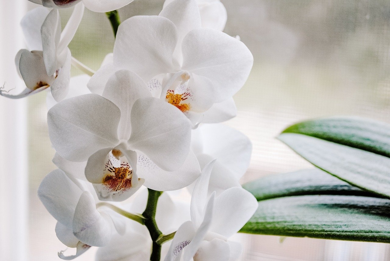 Temperatura: Orquídeas geralmente preferem temperaturas amenas. Durante o dia, a faixa ideal é de 18 a 30°C, enquanto à noite deve estar entre 15 e 20°C. Evite mudanças bruscas de temperatura Reprodução: Flipar