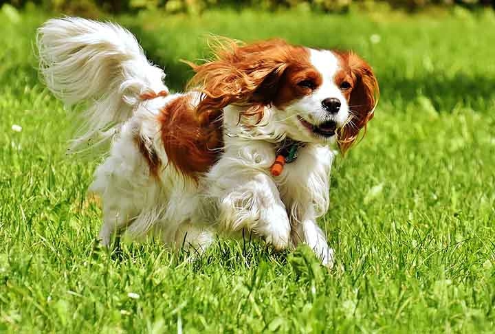 Procure não deixá-lo muito tempo sozinho, já que é um dog muito ligado à presença humana. Leve-o para passear para gastar um pouco de sua energia e distraí-lo, já que se entedia muito facilmente. Reprodução: Flipar
