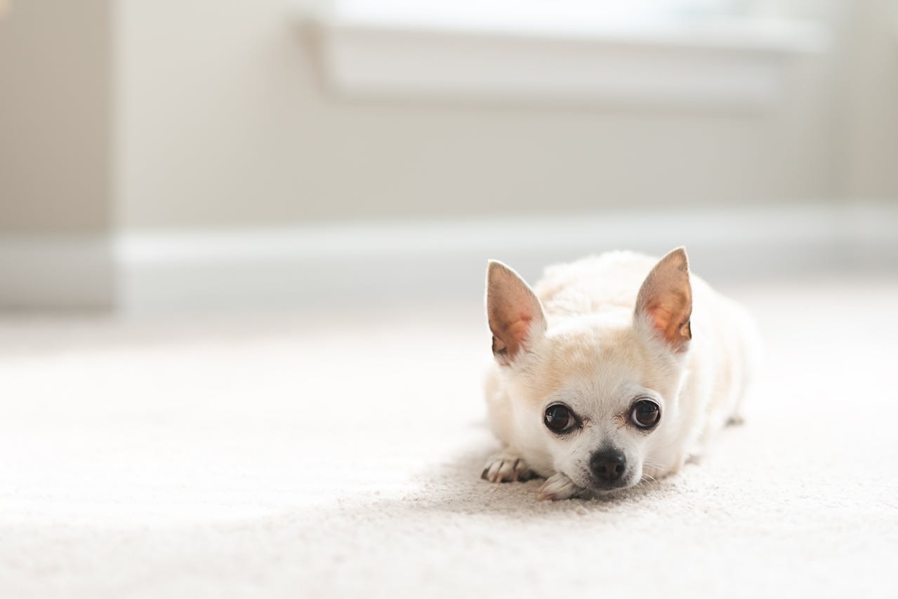O Chihuahua é um cão de porte muito pequeno, com uma altura que varia entre 15 a 23 cm e um peso geralmente inferior a 3 kg. Sua pelagem pode ser curta ou longa, com uma variedade de cores e padrões.  Reprodução: Flipar