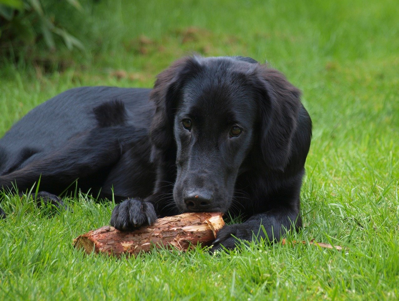 Flat-coated Retriever. Foto: Hundefan/Pixabay