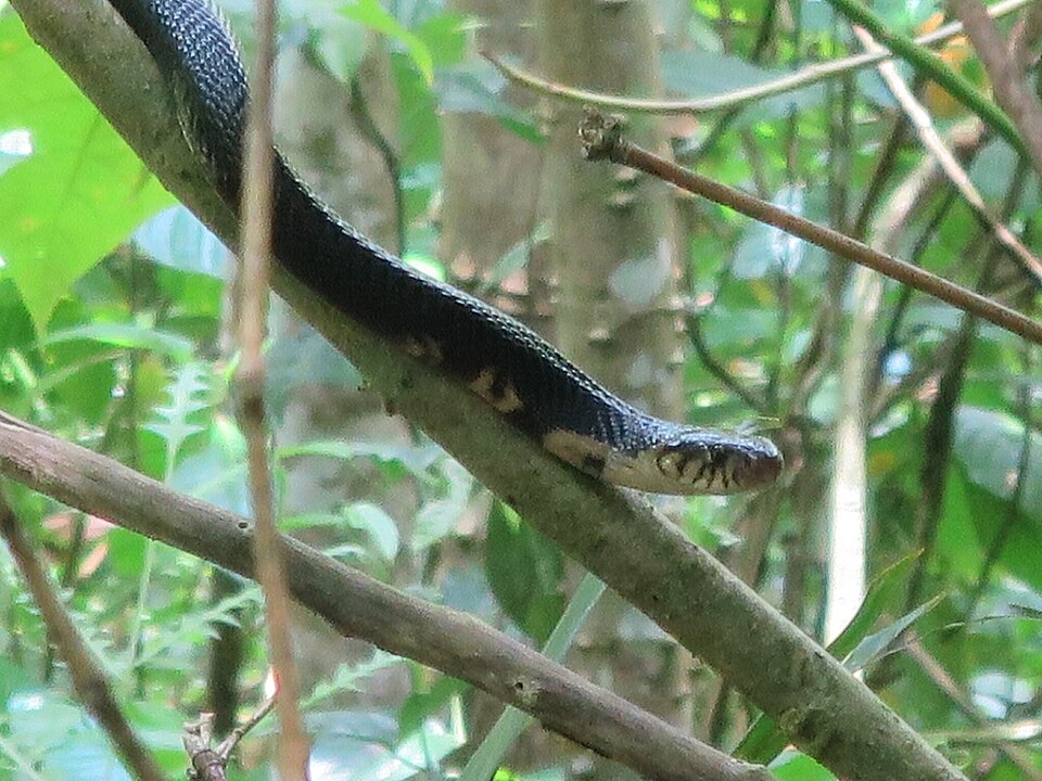 A expectativa de vida das najas em ambiente natural gira em torno de 15 a 20 anos. Em cativeiro, com menos riscos e alimentação controlada, algumas vivem ainda mais. Reprodução: Flipar
