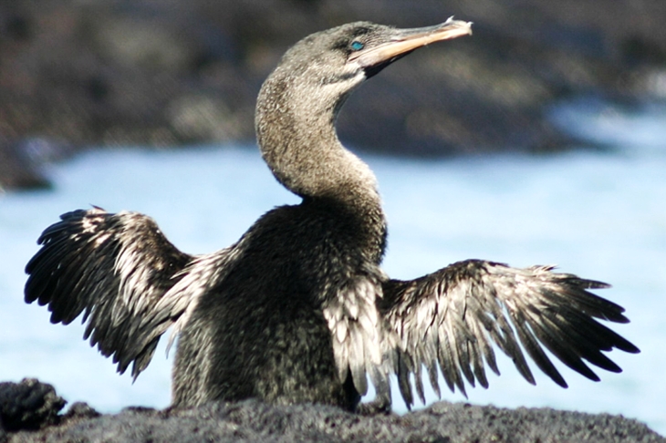 A espécie nativa das Galápagos é o único cormorão que não voa. Os músculos de voo são atrofiados. Esse cormorão é excelente nadador e busca suas presas no mar:  peixes e enguias.