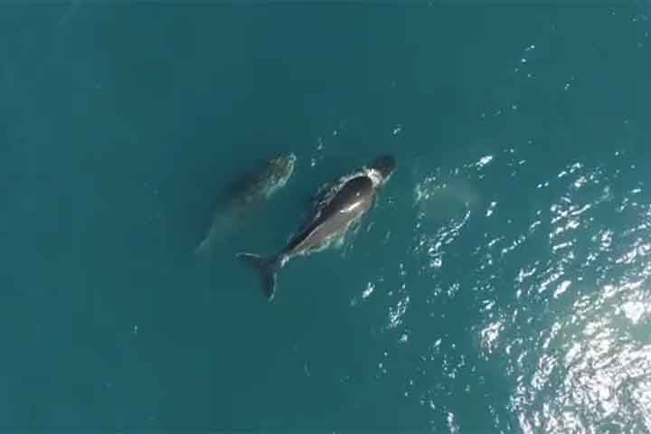 “Essa é uma área muito rica, cerca de 70% das espécies de baleias e golfinhos do mar brasileiro são encontrados aqui”, explicou José Olímpio, biólogo coordenador-geral do PMC-BS, ao Jornal Nacional, da TV Globo. Reprodução: Flipar