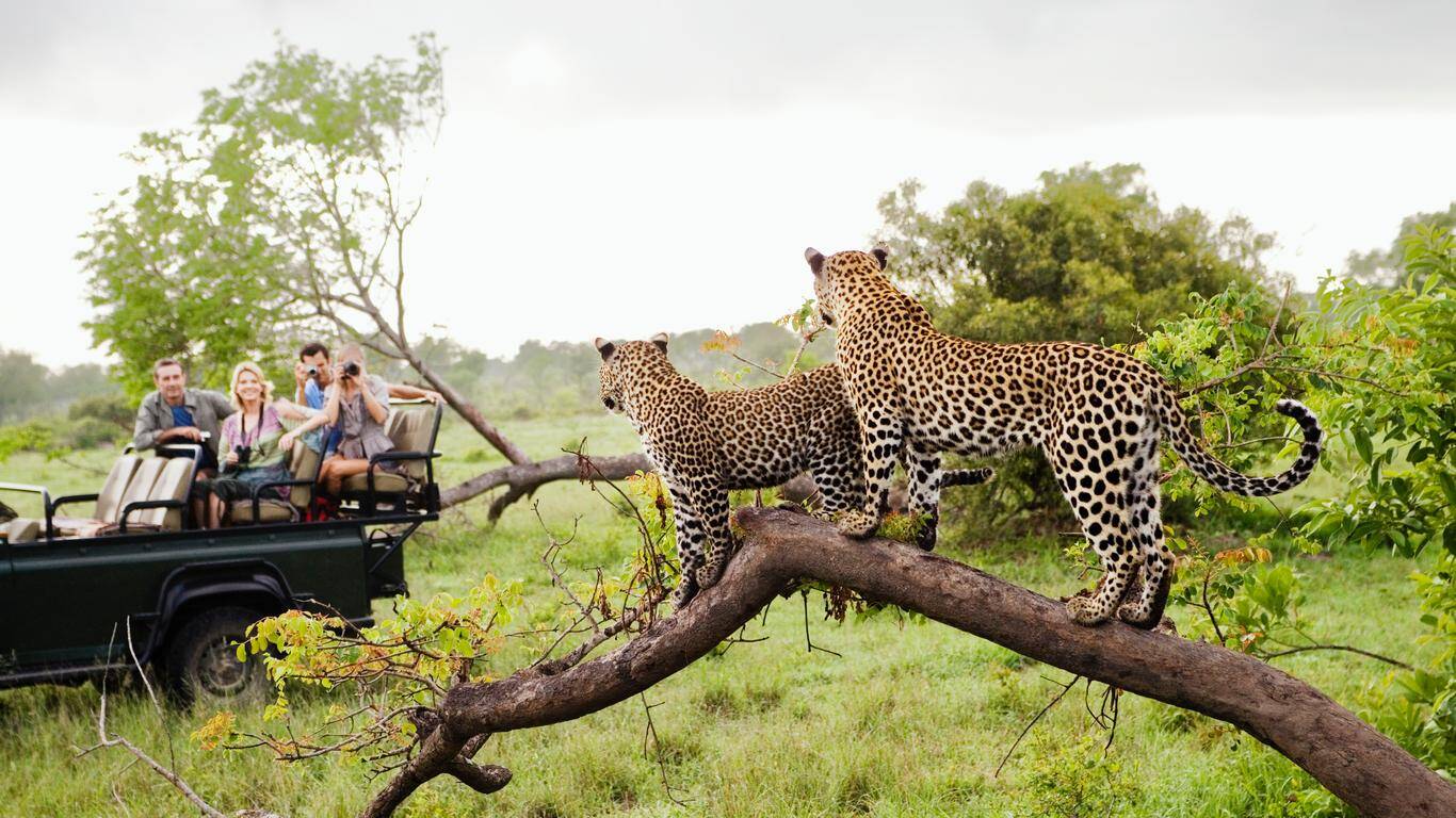 Parque Nacional Kruger leva turista à safári na savana africana. Foto: Kayak/Reprodução