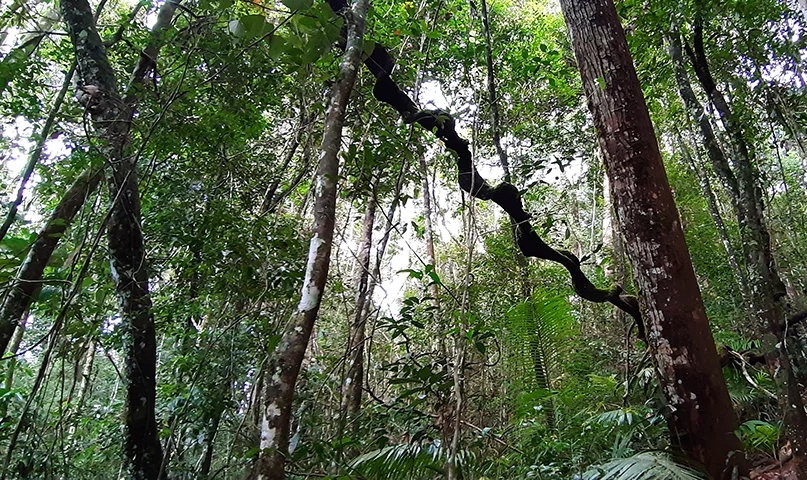 10ª - Reserva Florestal Sinharaja – Sri Lanka  - Designada Reserva da Biosfera Mundial em 1978 e Patrimônio Mundial em 1988.  Reprodução: Flipar