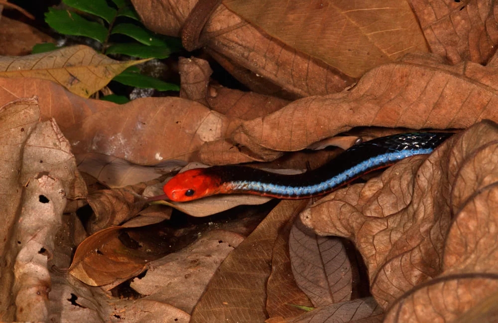 Cobra-coral azul (Calliophis bivirgatus)
Encontrada no Sudeste Asiático, tem um corpo azul escuro e uma cabeça laranja. É altamente venenosa. Reprodução: Flipar