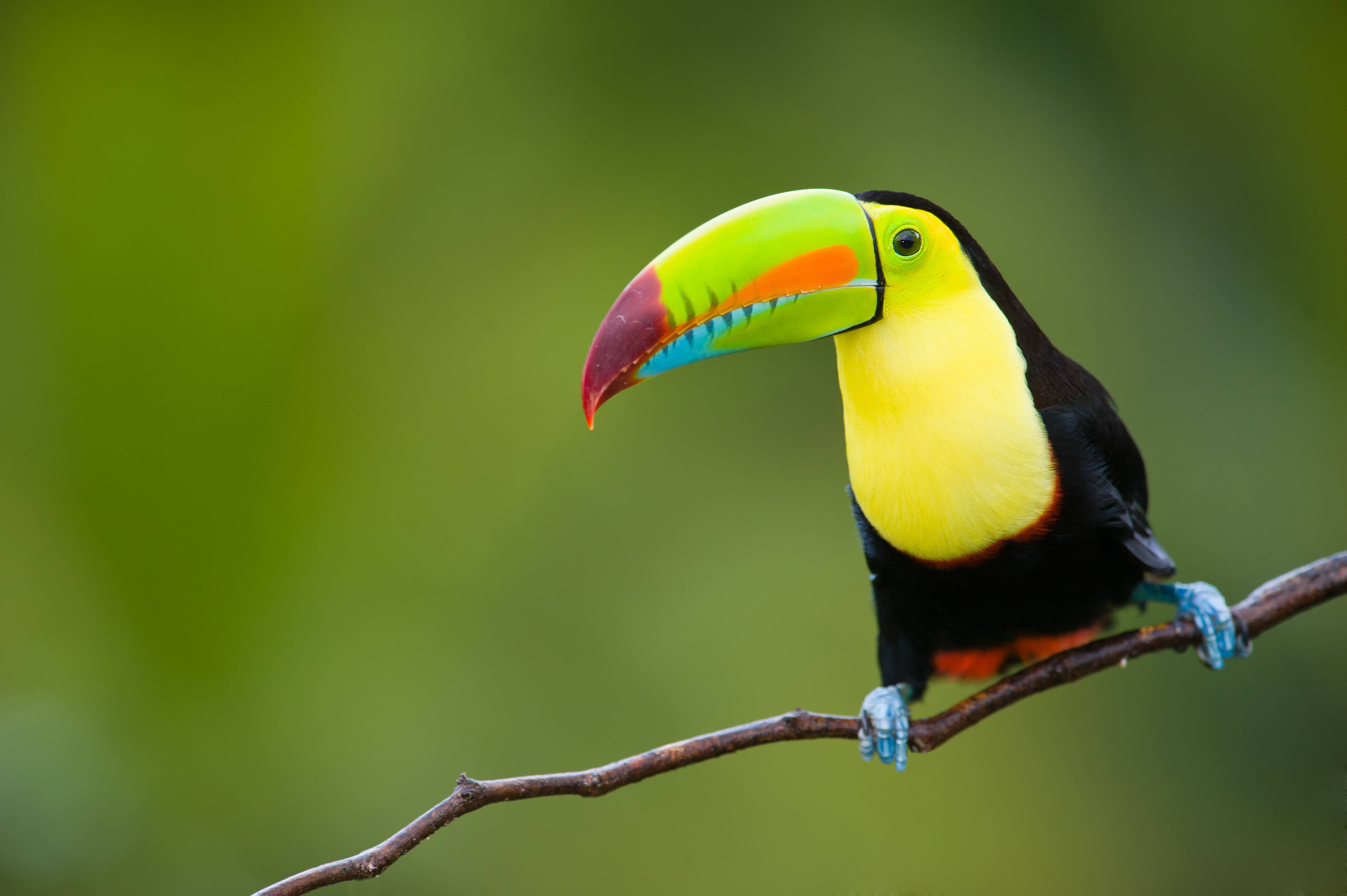 A fauna costarriquenha é extremamente variada, principalmente quando se trata de pássaros. Foto: shutterstock 