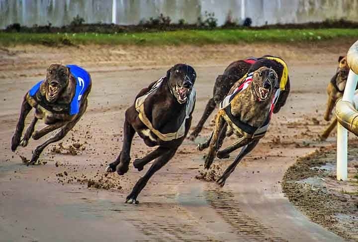 Uma das raças mais antigas do mundo e também mais rápidas! O galgo consegue correr até 72 km/h, sendo um dos mais talentosos do mundo na corrida. Reprodução: Flipar
