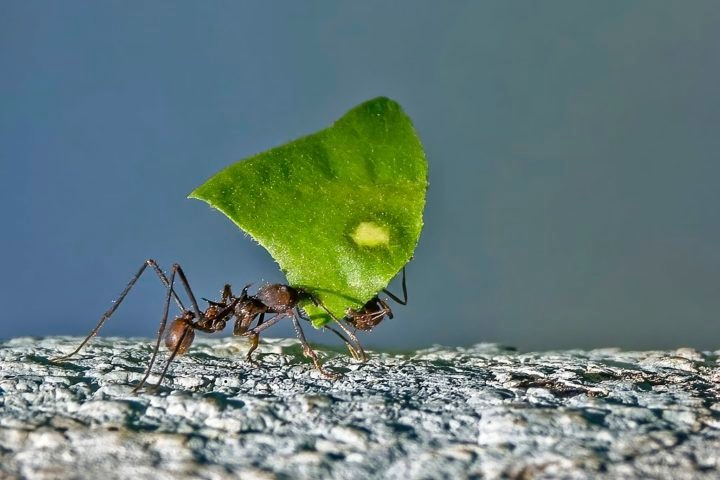 As operárias cortam folhas e as levam para o ninho, onde servem como substrato para o cultivo do fungo, que se torna o principal alimento da colônia. Reprodução: Flipar