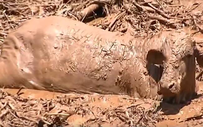Milhares de animais estão sofrendo em Brumadinho. Foto: Reprodução/TV Record