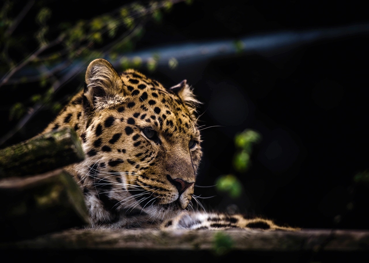 O leopardo foi extinto em 13 países onde costumava ser encontrado e pode desaparecer em mais sete. Apesar de sua imponência e força, estão ameaçados, seja devido à perda de habitat, ou então, a caça ilegal. Reprodução: Flipar