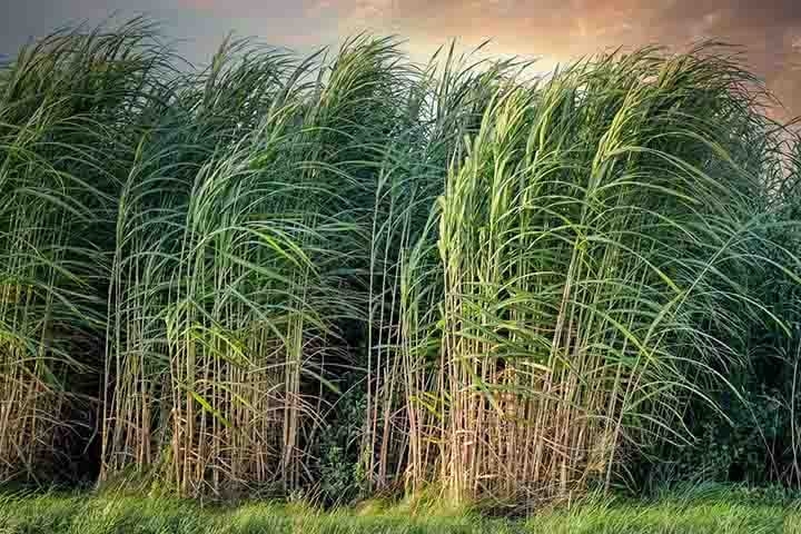 Esse alimento tem caules robustos e articulados que são ricos em sacarose. Além disso, a cana pertence à Poaceae, uma família de plantas economicamente importantes, como milho, trigo, arroz e sorgo e muitas culturas forrageiras. Reprodução: Flipar
