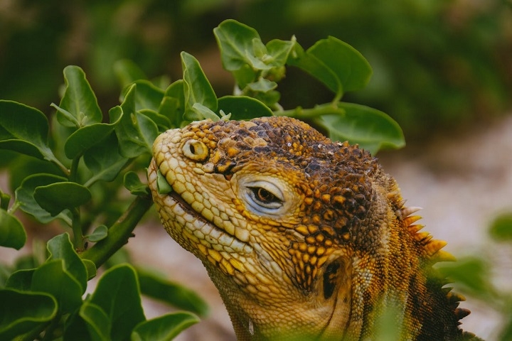 Mesmo com pouca comida disponível, as iguanas herbívoras poderiam ter se alimentado das próprias plantas que as transportavam pelo oceano. Reprodução: Flipar