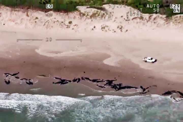 As autoridades ainda estão decidindo como lidar com as carcaças, considerando a possibilidade de deixar a natureza seguir seu curso. Reprodução: Flipar