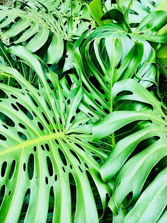 A Costela-de-Adão (Monstera deliciosa) é famosa por suas grandes folhas recortadas e brilhantes, que trazem um toque tropical e exótico para qualquer ambiente. Originária da América Central, essa planta é cultivada em regiões tropicais e interiores, destacando-se como uma das mais apreciadas em decoração. Reprodução: Flipar