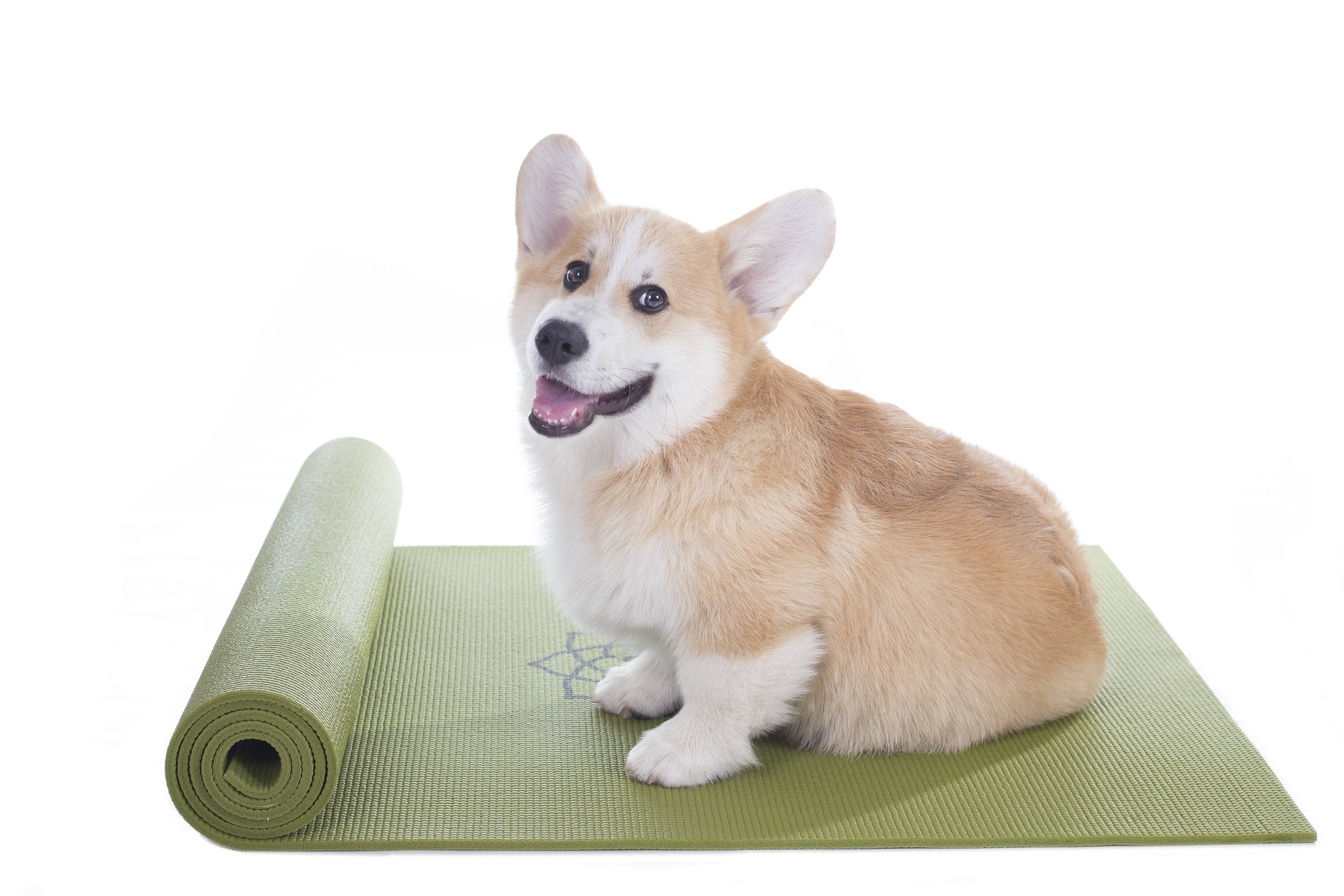 Doga é a yoga específica para cães. Foto: Reprodução/ Shutterstock