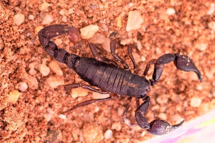 Apesar de não ser considerado ameaçado, o desmatamento e a degradação da floresta amazônica podem impactar suas populações. Reprodução: Flipar