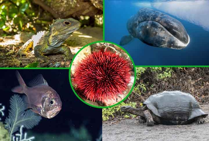 Existem animais que não vivem mais do que 24 horas. Mas também há espécies que sobrevivem milhares de anos.E  temos ainda o caso de um animal que é considerado praticamente imortal porque retoma sua forma original de tempos em tempos.  Veja quais são os 10 animais que vivem mais tempo! Reprodução: Flipar