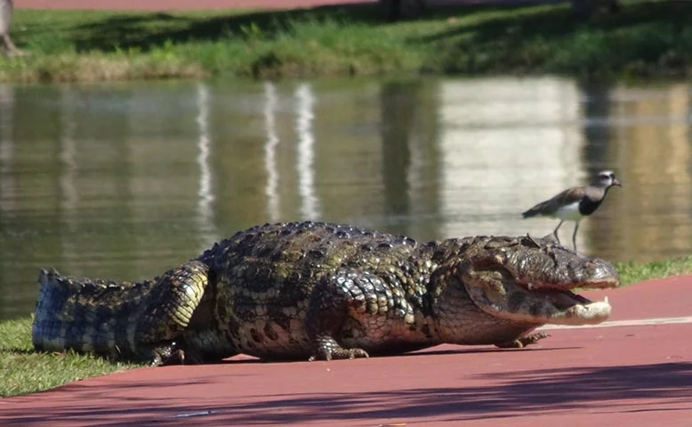 Jacaré do Papo Amarelo - Sua população tem reduzido muito nos últimos anos devido às queimadas e à poluição das águas no Pantanal.  Reprodução: Flipar