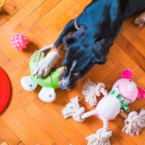 Dica importante: Estimular a inteligência - O exercício mental é tão importante quanto o exercício físico e o adestramento. Sessões de habilidade canina vão permitir que o cachorro tenha a mente ativa, além de fortalecer a relação no dia a dia.  Reprodução: Flipar