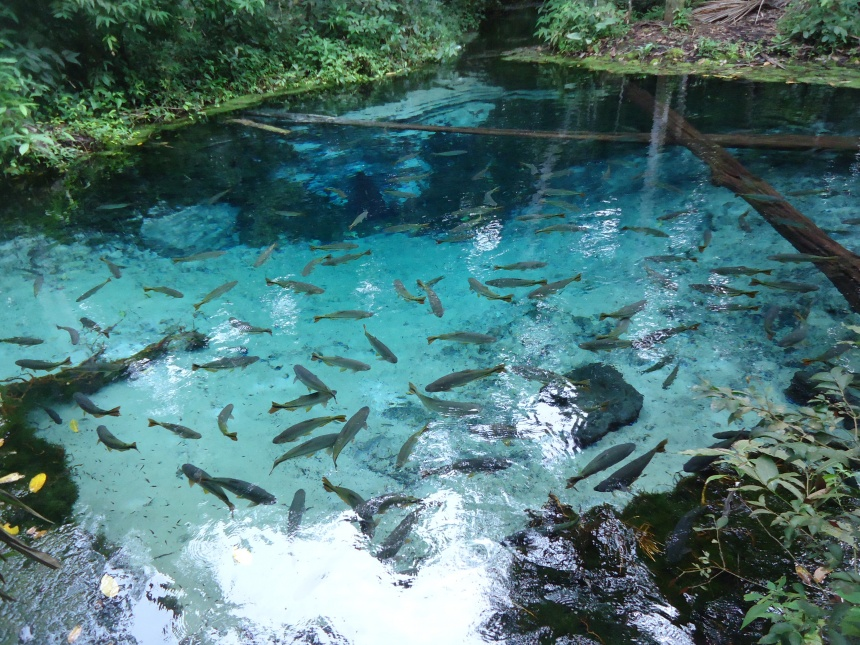 Aquário Encantado – Um dos locais mais famosos de Nobres, com águas cristalinas que revelam um mundo submerso de peixes coloridos e paisagens fascinantes em 90 m², chega a atingir 06 metros de profundidade e é ideal para quem busca beleza e tranquilidade. Reprodução