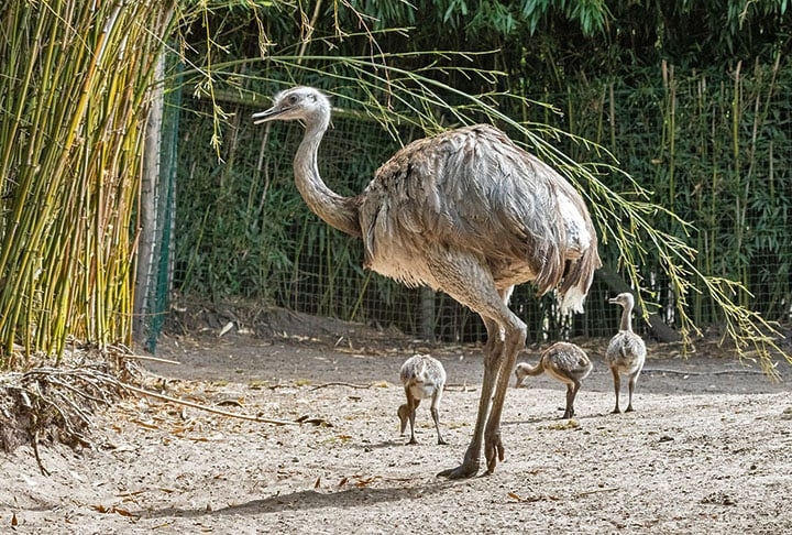 A certeza de que o adversário seria facilmente abatido transformou-se rapidamente em um vexame histórico.  Muito velozes (capazes de atingir até 48 km/h), os emus surpreenderam os atiradores ao seguirem correndo mesmo após serem alvejados. Resultado ao fim do primeiro dia: apenas uma dúzia de aves abatidas. Reprodução: Flipar
