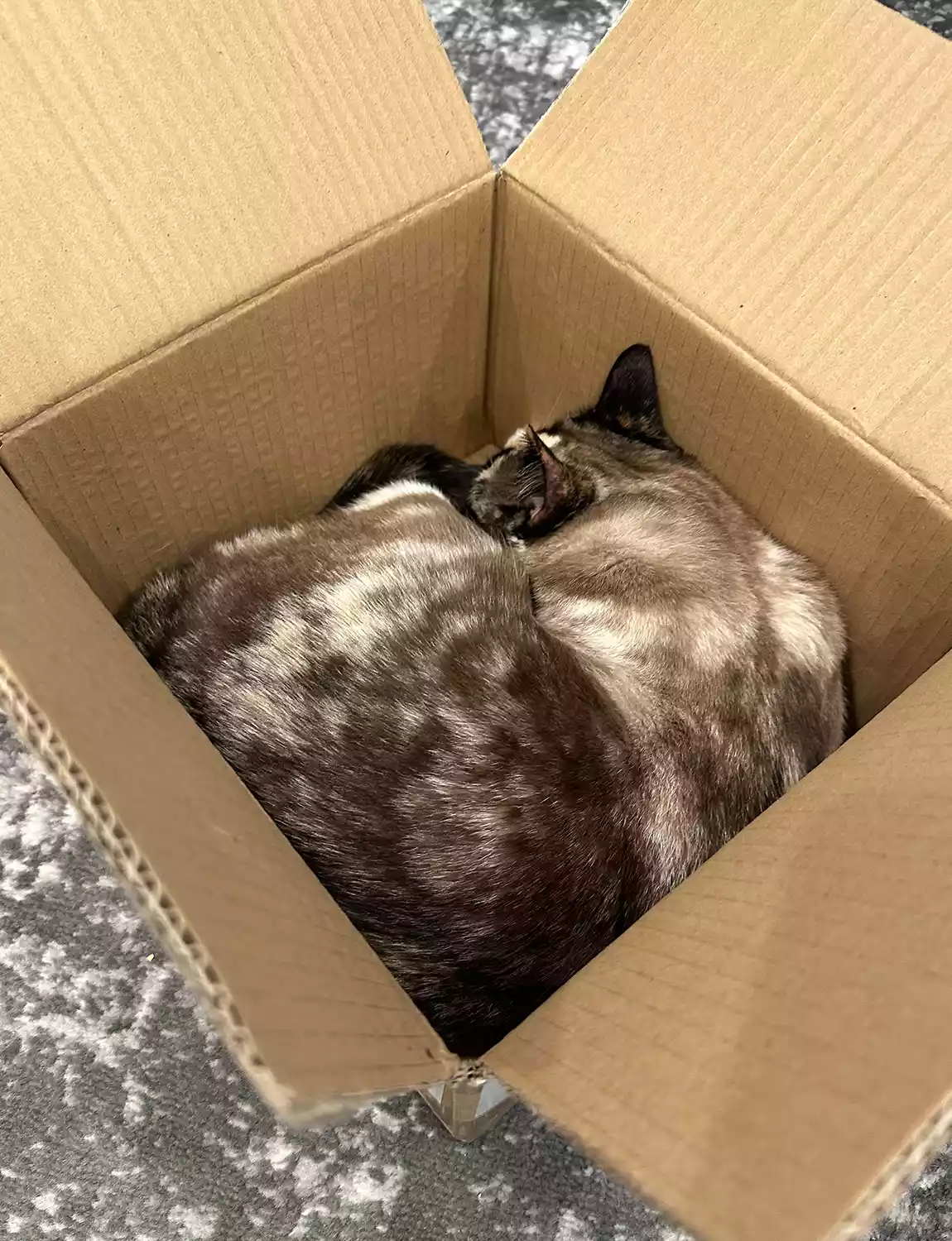 Galena, como todo gato, ama se esconder em caixas de papelão Reprodução/Carrie Stevens Clark
