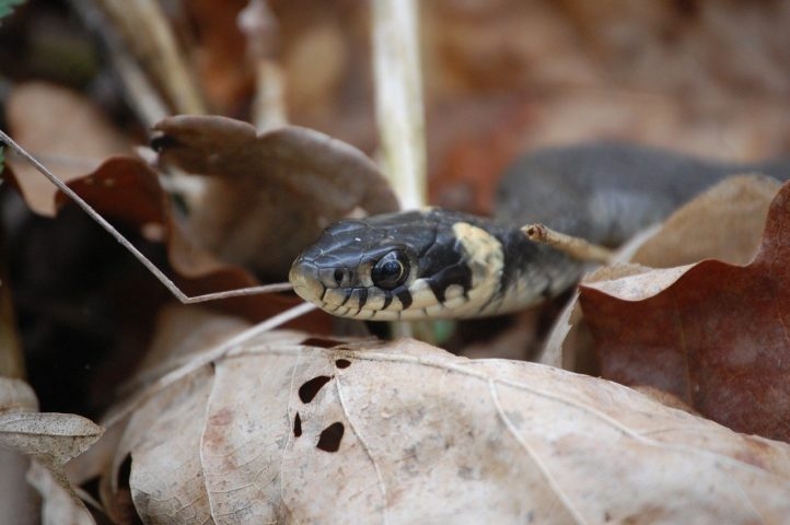 Durante o verão australiano, cobras buscam locais mais frescos, como ruas, jardins e até interiores de casas, aumentando a chance de encontros com humanos. Reprodução: Flipar