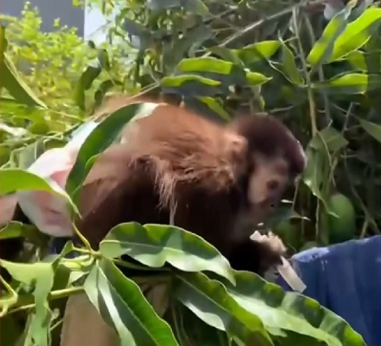 A convivência entre humanos e animais é antiga, e muitos foram domesticados ao longo do tempo, enquanto outros permaneceram selvagens. Reprodução: Flipar