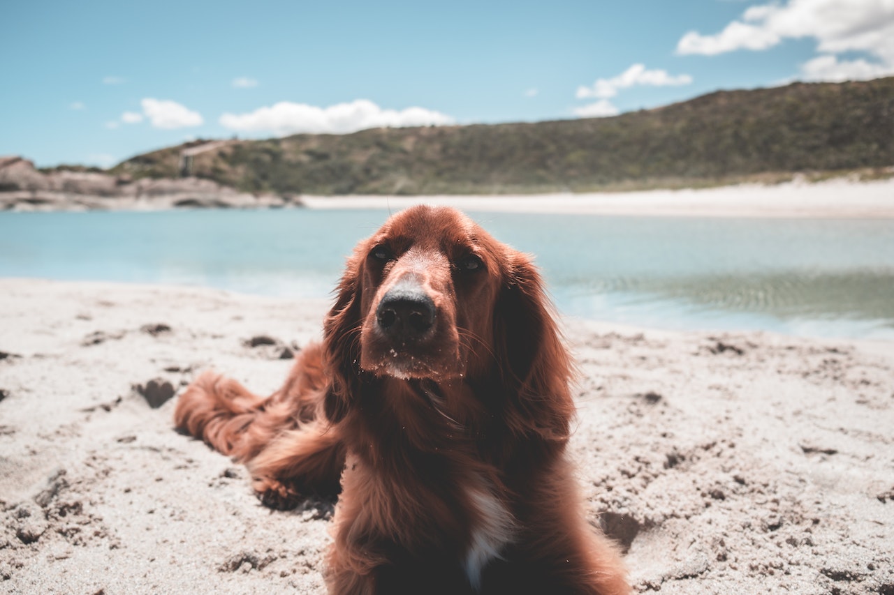 Setter Irlandês. Foto: Lachlan Ross/Pexels