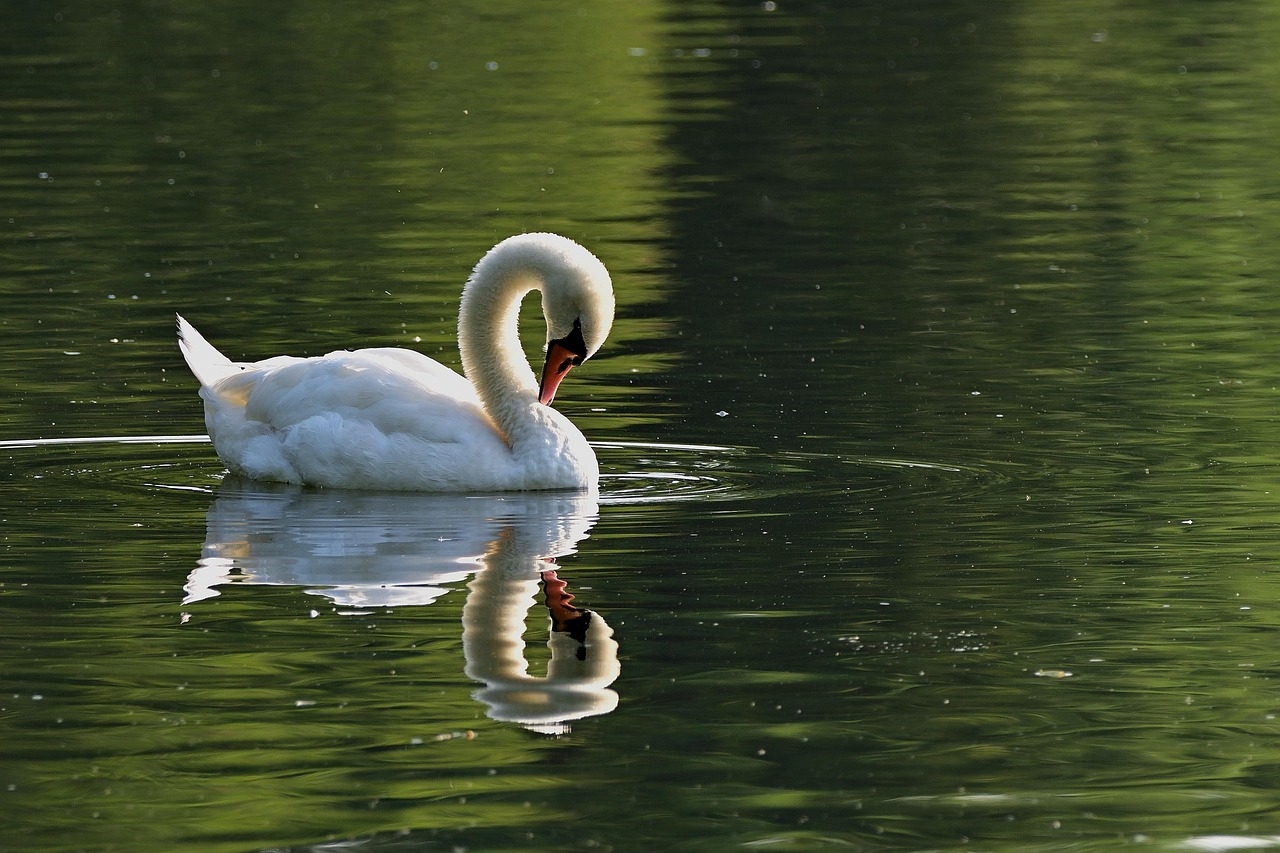 Nesse sentido, os cisnes são altamente protetores, atacando qualquer coisa que considerem um risco para seu ninho e seus filhotes e são extremamente elegantes.  Reprodução: Flipar