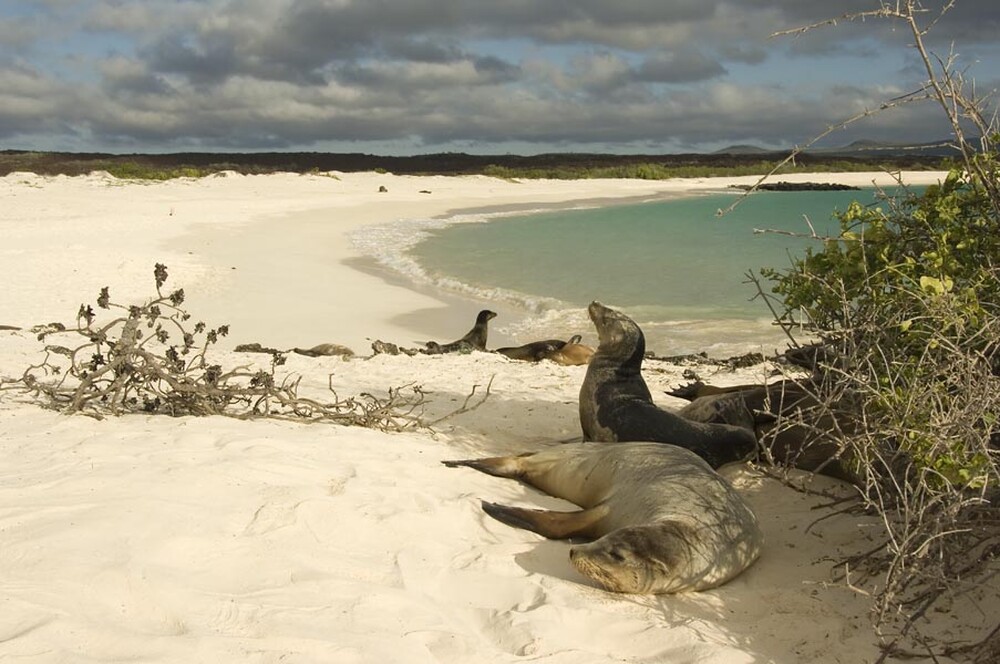 Leões marinhos em Ilha do Arquipélago de Galápagos. Foto: Reprodução / Redes Sociais