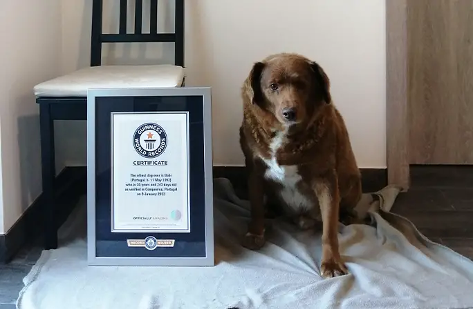 Bobi nasceu em 1992 e se tornou o cão mais velho de todos os tempos, aos 30 anos. Foto: Reprodução/Guinness World Records