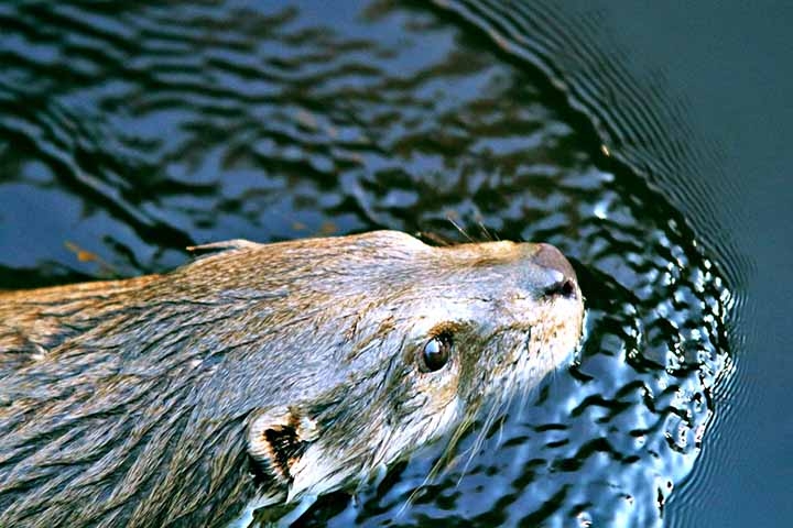 Desde 2017, a organização de conservação sem fins lucrativos conduz um amplo esforço de resgate e reintrodução da espécie no país. Reprodução: Flipar