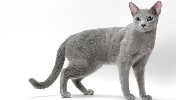 As 10 raças de gatos mais caras do mundo. Foto: Reprodução/ Redes Sociais