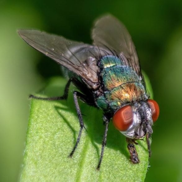 Apesar de tudo, as moscas também têm um papel importante no ecossistema. Elas ajudam na polinização de certas plantas e desempenham uma função vital no processo de decomposição, quebrando materiais orgânicos e acelerando sua reciclagem no solo.  Reprodução: Flipar