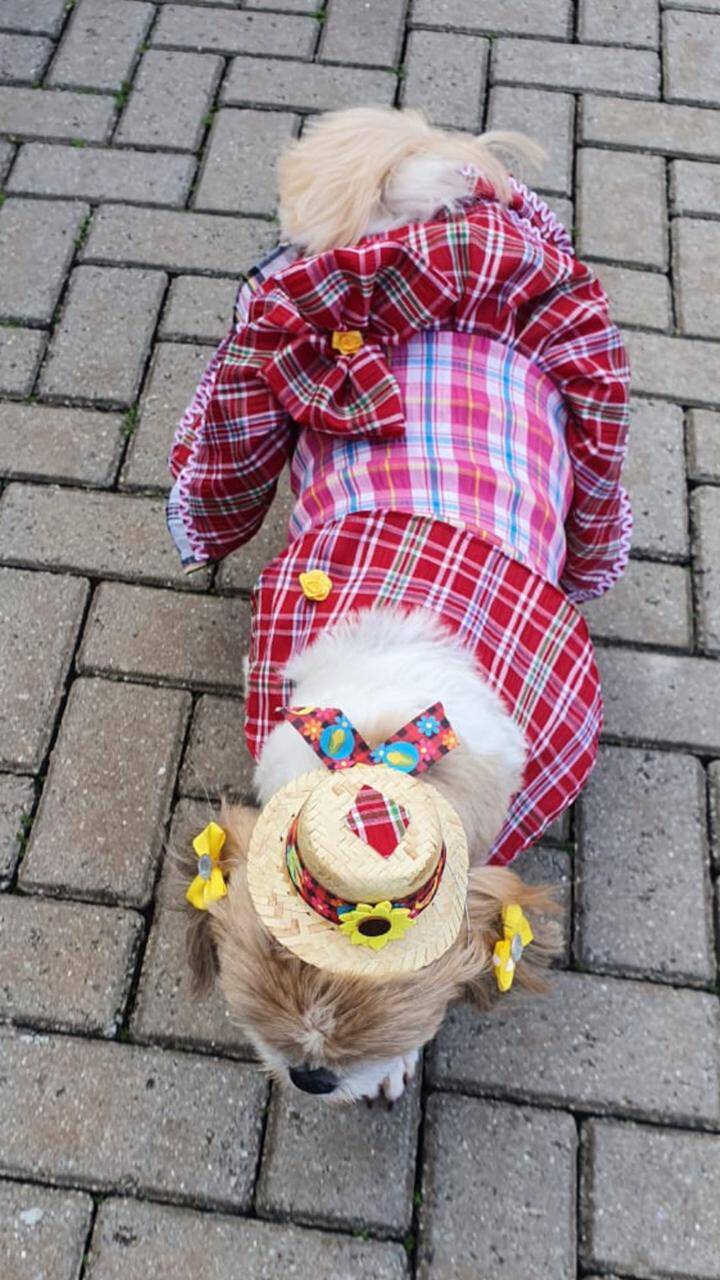 Coleção de festa junina exclusiva para pets inclui camisa e vestido xadrez, além de um chapéu de palha personalizado. Foto: Divulgação/fashionpuppiesoficial