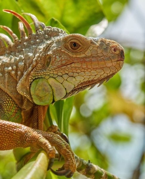 Assim como acontece com outros répteis, as iguanas passam por um processo de troca de pele periodicamente. Partes velhas descamam e são substituídas por uma nova camada. Reprodução: Flipar